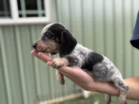 Teddy, a male Miniature Dachshund for sale in Wills Point, TX – 1 of 1