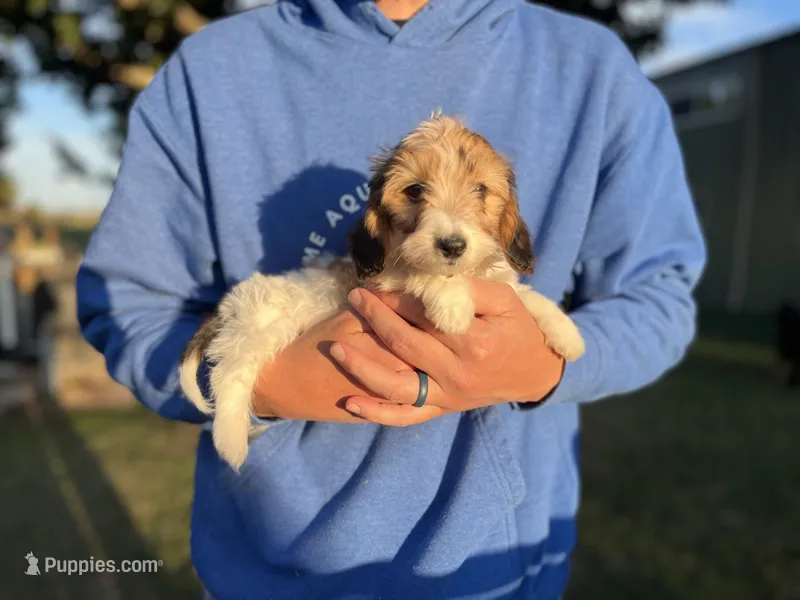 Tiny Tim  – Dachshund puppy for sale in Wills Point, TX