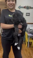 Phantom girl, a female Bernedoodle and Golden Mountain Dog for sale in Crete, IL – 6 of 6