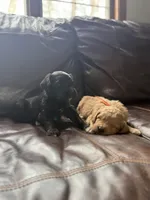 Phantom girl, a female Bernedoodle and Golden Mountain Dog for sale in Crete, IL – Photo 2 of 5