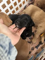 Phantom girl, a female Bernedoodle and Golden Mountain Dog for sale in Crete, IL – Photo 4 of 5