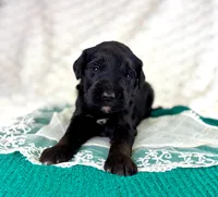 Phantom girl, a female Bernedoodle and Golden Mountain Dog for sale in Crete, IL – Photo 5 of 5