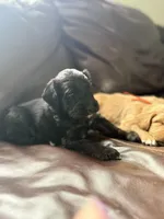 Phantom girl, a female Bernedoodle and Golden Mountain Dog for sale in Crete, IL – Photo 3 of 5