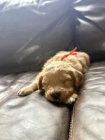 Orange collar boy, a male Bernedoodle and Golden Mountain Doodle for sale in Crete, IL – Photo 3 of 4