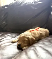 Orange collar boy, a male Bernedoodle and Golden Mountain Doodle for sale in Crete, IL – Photo 2 of 4