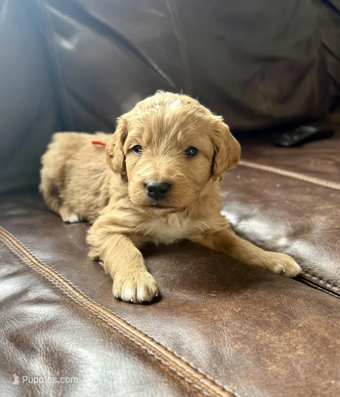 Orange collar boy – Bernedoodle, Golden Mountain Doodle puppy for sale in Crete, IL