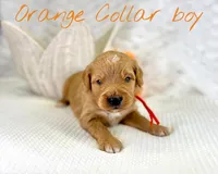 Orange collar boy, a male Bernedoodle and Golden Mountain Doodle for sale in Crete, IL – Photo 4 of 4