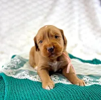 Pink Collar girl, a female Bernedoodle and Golden Mountain Doodle for sale in Crete, IL – Photo 2 of 5