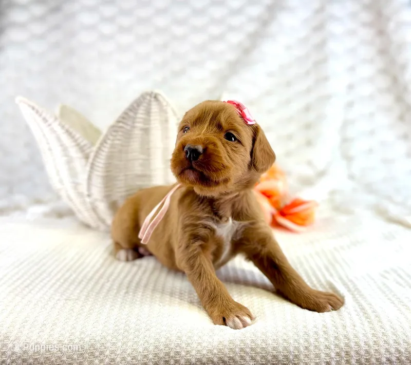 Pink Collar girl – Bernedoodle, Golden Mountain Doodle puppy for sale in Crete, IL