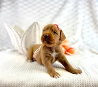 Pink Collar girl, a female Bernedoodle and Golden Mountain Doodle for sale in Crete, IL – Photo 1 of 5