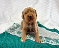 Pink Collar girl, a female Bernedoodle and Golden Mountain Doodle for sale in Crete, IL – Photo 3 of 5