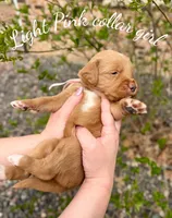 Pink Collar girl, a female Bernedoodle and Golden Mountain Doodle for sale in Crete, IL – Photo 5 of 5
