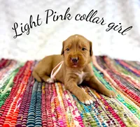 Pink Collar girl, a female Bernedoodle and Golden Mountain Doodle for sale in Crete, IL – Photo 4 of 5