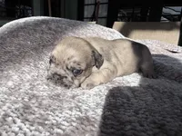 Randy, a male French Bulldog for sale in Arcadia, FL – Photo 2 of 4