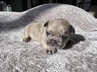 Randy, a male French Bulldog for sale in Arcadia, FL – Photo 1 of 4
