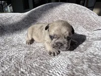 Randy, a male French Bulldog for sale in Arcadia, FL – Photo 3 of 4