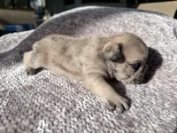 Randy, a male French Bulldog for sale in Arcadia, FL – Photo 4 of 4