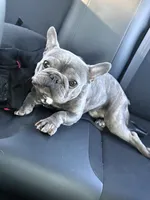 Genesis, a male French Bulldog for sale in Saint Peters, MO – 4 of 6