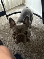 Genesis, a male French Bulldog for sale in Saint Peters, MO – 5 of 6