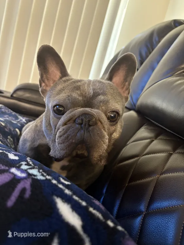 Genesis – French Bulldog puppy for sale in Saint Peters, MO