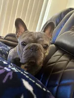 Genesis, a male French Bulldog for sale in Saint Peters, MO – 1 of 6