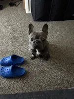 Genesis, a male French Bulldog for sale in Saint Peters, MO – 6 of 6