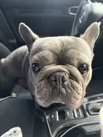 Genesis, a male French Bulldog for sale in Saint Peters, MO – 3 of 6