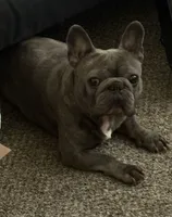 Genesis, a male French Bulldog for sale in Saint Peters, MO – 2 of 6