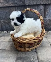 Maltipoo, a male Maltipoo for sale in Indian Trail, NC – 3 of 5