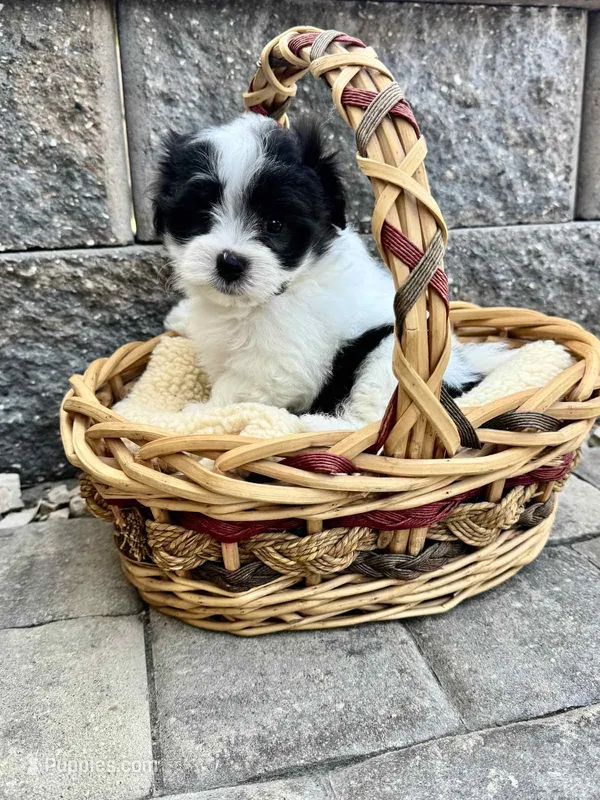 Maltipoo – Maltipoo puppy for sale in Indian Trail, NC