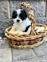 Maltipoo, a male Maltipoo for sale in Indian Trail, NC – 1 of 5