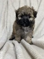 Maltipoo, a male Maltipoo for sale in Indian Trail, NC – 6 of 6
