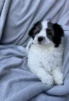 Maltipoo, a female Maltipoo and Maltese for sale in Indian Trail, NC – Photo 5 of 5