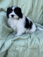 Maltipoo, a female Maltipoo and Maltese for sale in Indian Trail, NC – Photo 4 of 5