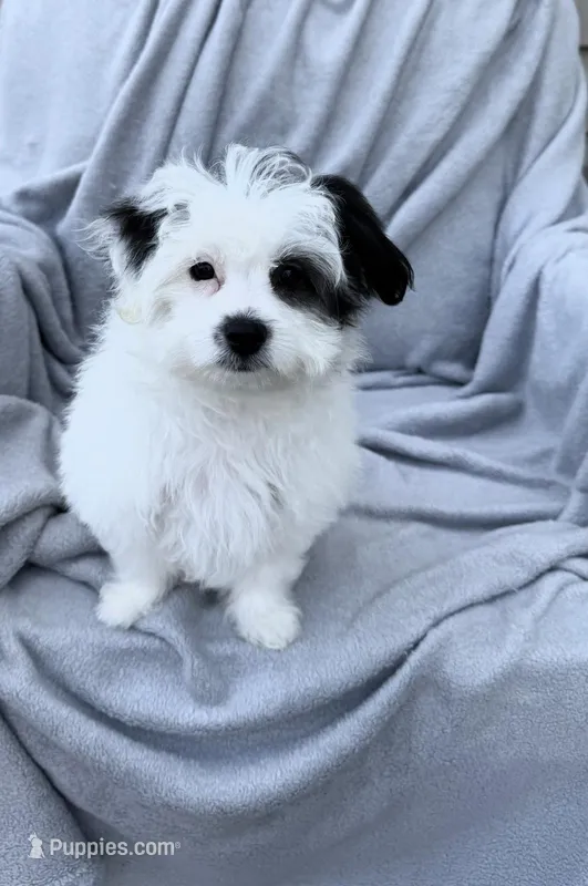 Maltipoo – Maltipoo, Maltese puppy for sale in Indian Trail, NC