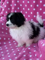 Maltipoo, a female Maltipoo and Maltese for sale in Indian Trail, NC – Photo 2 of 5