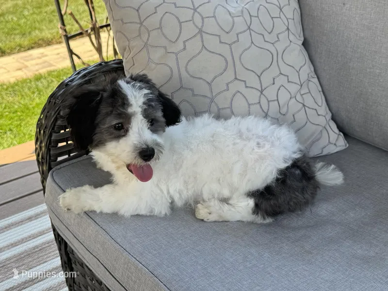 Maltipoo – Maltipoo, Maltese puppy for sale in Indian Trail, NC