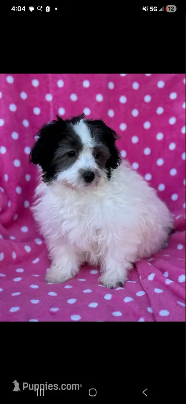 Maltipoo – Maltipoo, Maltese puppy for sale in Indian Trail, NC