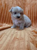 Maltipoo, a male Maltipoo for sale in Indian Trail, NC – Photo 2 of 2
