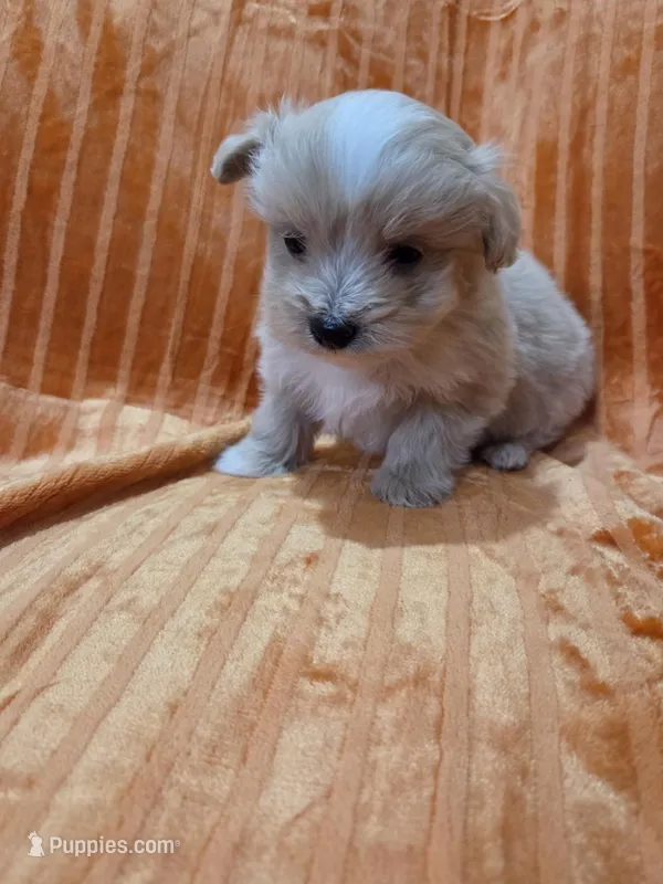 Maltipoo