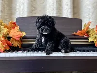 Maltipoo, a male Maltipoo for sale in Indian Trail, NC – 5 of 6