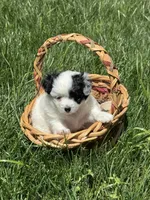 Maltipoo, a female Maltipoo for sale in Indian Trail, NC – Photo 2 of 3