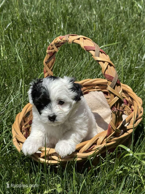 Maltipoo – Maltipoo puppy for sale in Indian Trail, NC