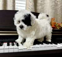 Maltipoo, a male Maltipoo for sale in Indian Trail, NC – 3 of 6
