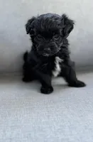 Maltipoo, a female Maltipoo for sale in Indian Trail, NC – Photo 3 of 3