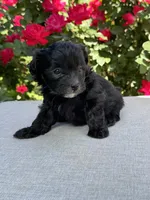 Maltipoo, a female Maltipoo for sale in Indian Trail, NC – Photo 2 of 3