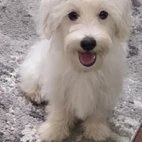 Maltipoo, a male Maltipoo and Maltese for sale in Indian Trail, NC – Photo 1 of 3