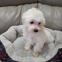Maltipoo, a male Maltipoo and Maltese for sale in Indian Trail, NC – Photo 2 of 3