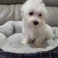 Maltipoo, a male Maltipoo and Maltese for sale in Indian Trail, NC – Photo 3 of 3