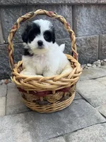 Maltipoo, a male Maltipoo for sale in Indian Trail, NC – 5 of 5